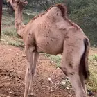 قعود لباني عادي