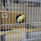 طير روز انثى الون اصفر