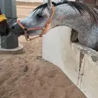 حصان شعبي فحل