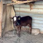 البيع حسيل كايف مشروط