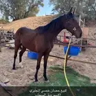 حصان خيل