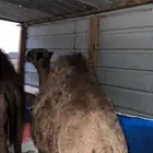 حشو