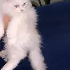 قطة همالايا شوكلت للبيع بالدمام