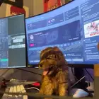 بودل تي كب
