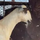 مشروع فحل بيشي