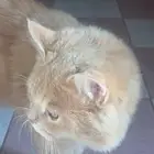 قط للبيع الأب هملايا والأم سكوتش