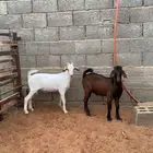 تيوس جنوبييات فل