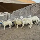 خرفان حريات ذبايح