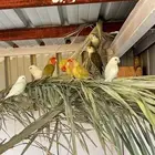 طيور روز للبيع