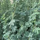 طلح نجدي للبيع