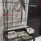 طير كيروان هدد ذكر