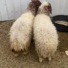 رخلتين طيبات وفلل