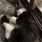 قط اليف للتبني