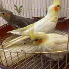 طيور كروان للبيع