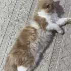 قط للتبني ذكر عمره تقريبا  7شهور