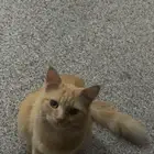 قطه ضايعه بالعزيزيه الي حقته يرسل ياخذها