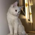 قط للبيع