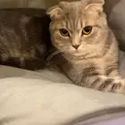 قطه للتبني سكوتش فولد