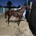 حصان انجليزي للبيع