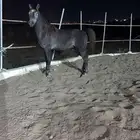 مهر معسوف للبيع