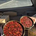 صفري بيشه صافي ماهو مقرش