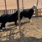 خرفان نجد للبيع