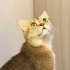 قطط للبيع ب 250 ريال