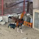 (قروب بيع الباكستاني فقط ) من أراد الدخول يتواصل معي