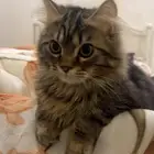 قط مهجن شيرازي وهملايه