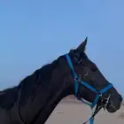 فرس انجليزي شرط على الفحص الفرس حاره م تشكي من شي ابد