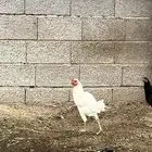دجاج باكستاني