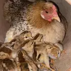 دجاج معه 11وحده معه 3 وحده مهي في اتصوير معه 5
