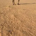 للبيع بعير اصفر