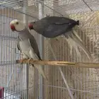 زوج دره كلير تل