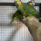 ببغاء