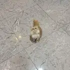 لتبتي قطه صغيره