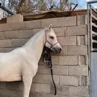 خيل عربي للبيع