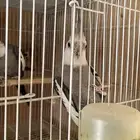 الابينو
