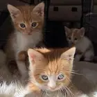 قطط كيتن عمرهم شهرين للتبني العاجل يفضل مع بعض