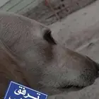 ابي سلق لتبني