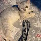 قط للتبني