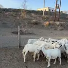 غنم