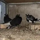 للبيع قلابي