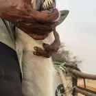 للبيع فحل حري السن جامع شباب