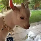 تيس قزم بيور