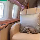 قطة