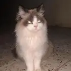 الموقع حفر الباطن مفقوده اسمه شيخه حي ابو موسى الأشعري ولها