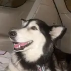 كلب هاسكي انثى