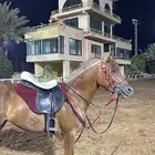 لجام تحمل وصدريه
