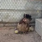 دجاجة مفرخة